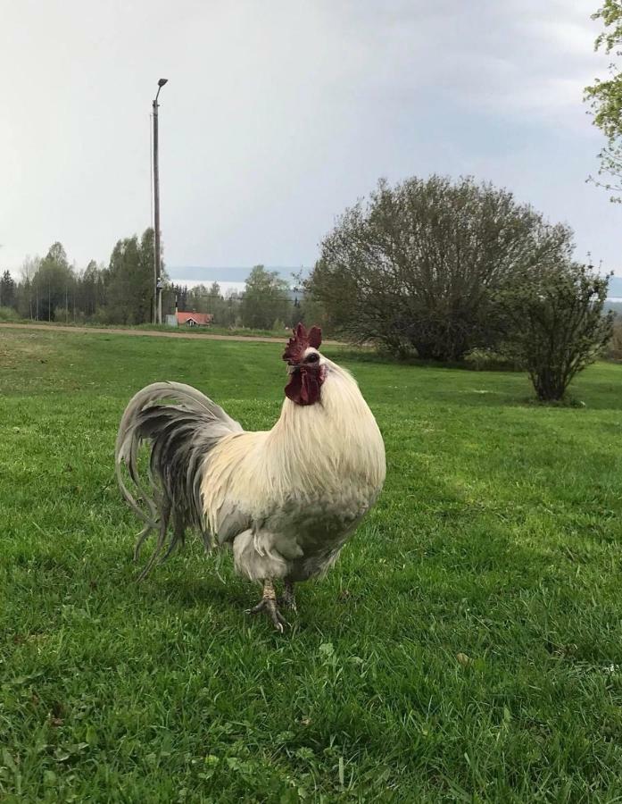 Det Gamla Panget Vila Tällberg Exterior foto